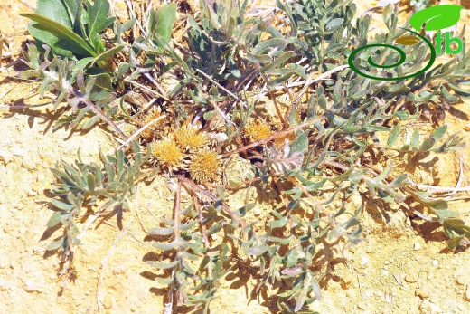 Gazipaşa
