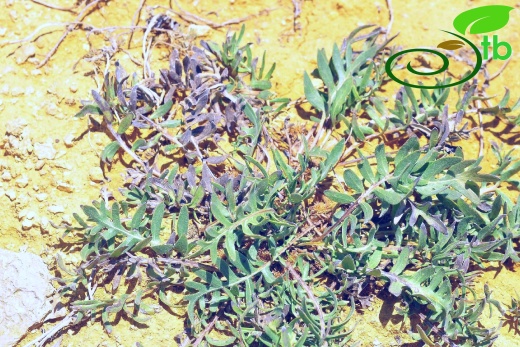 Gazipaşa
