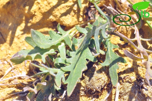 Gazipaşa