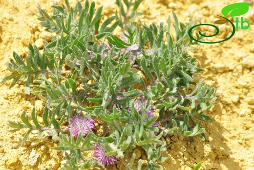 Gazipaşa