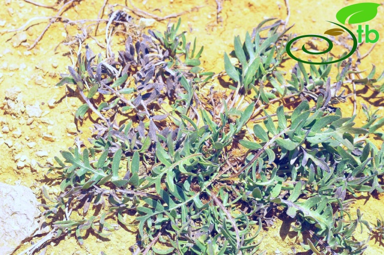 Gazipaşa