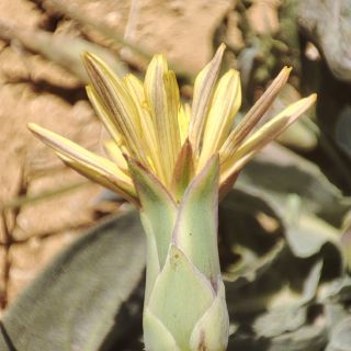 Gazipaşa
