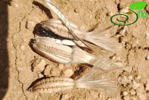 Gazipaşa