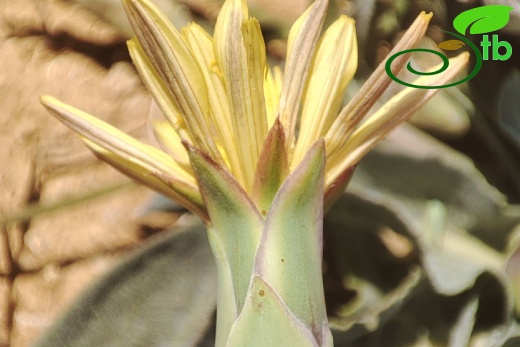 Gazipaşa