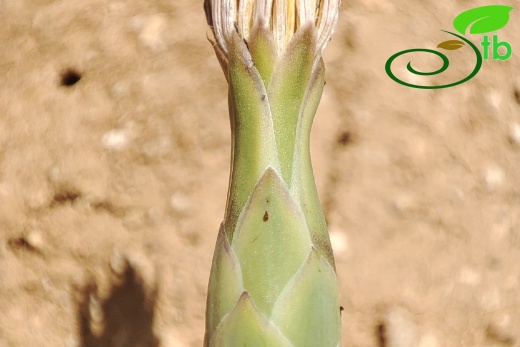 Gazipaşa