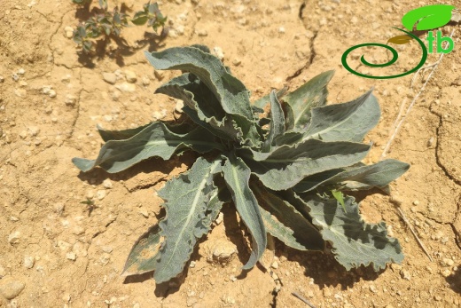 Gazipaşa