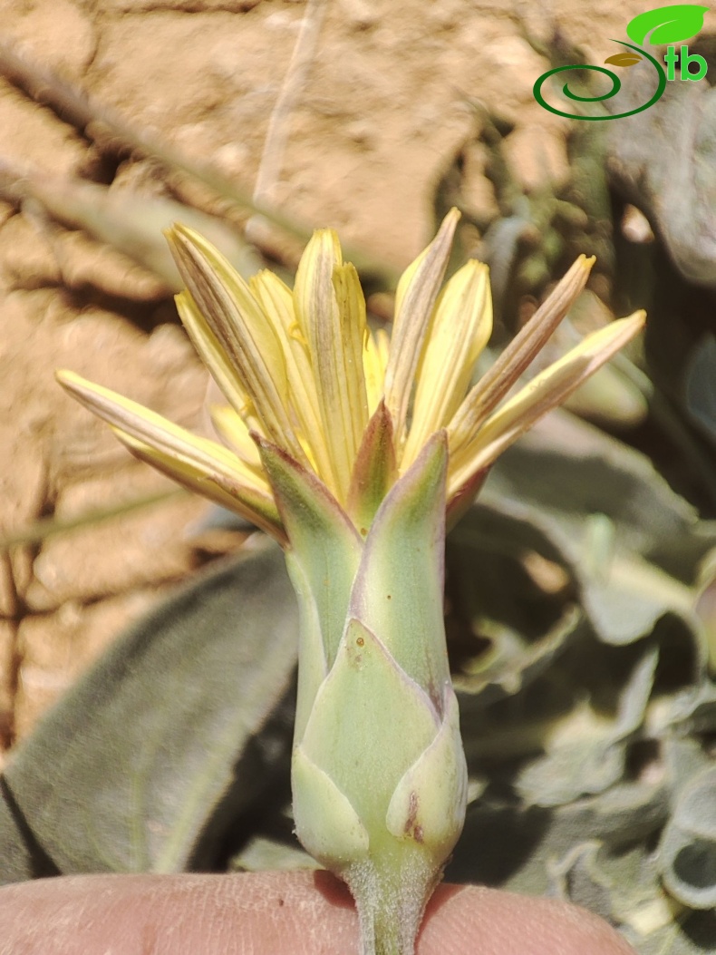 Gazipaşa