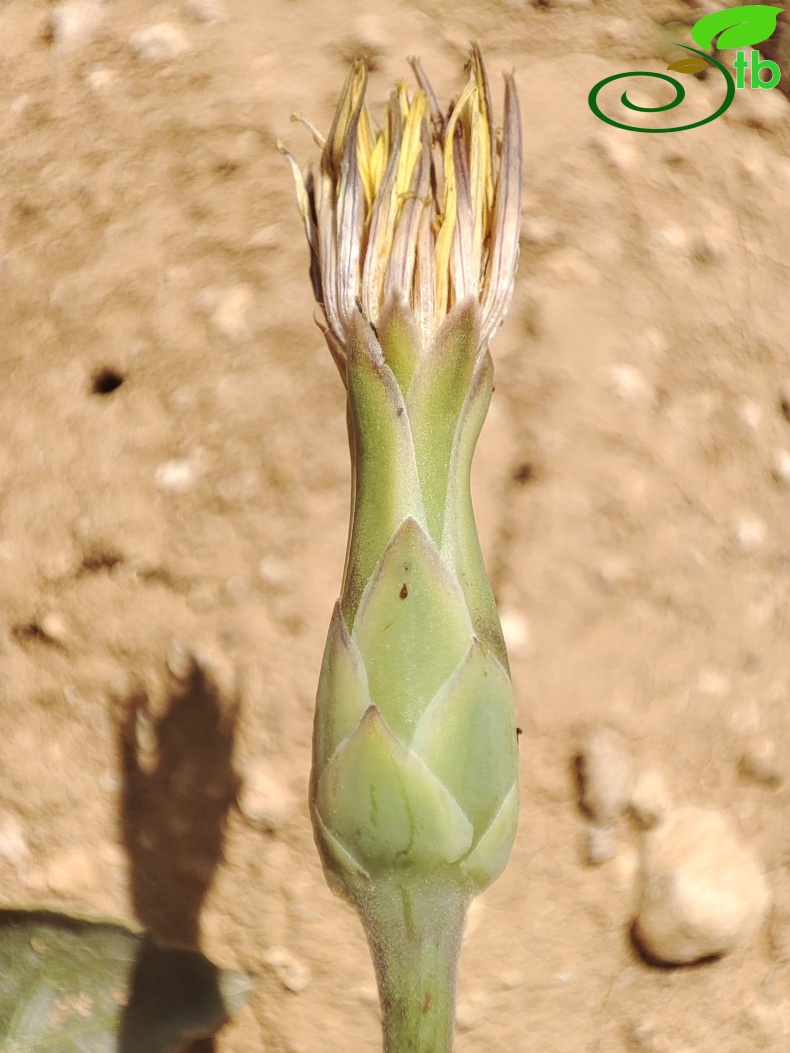 Gazipaşa