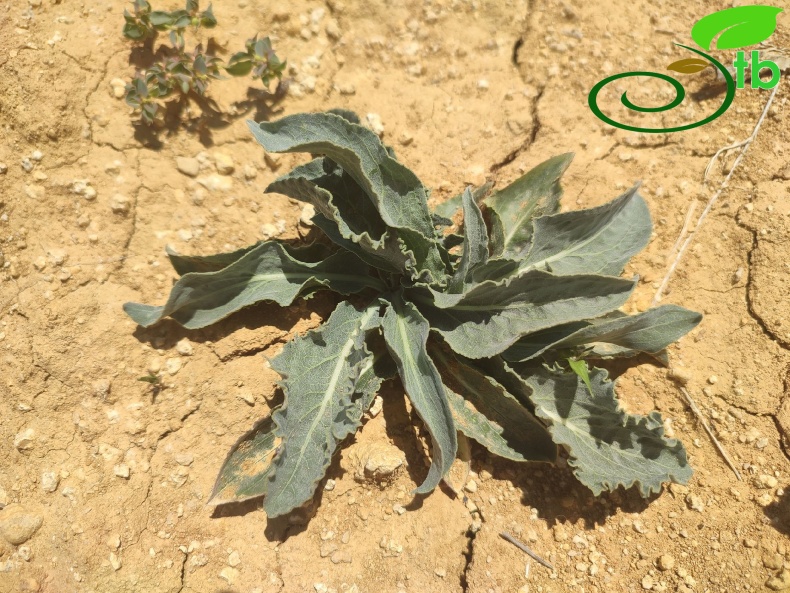 Gazipaşa