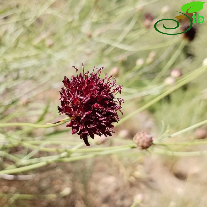 var. purpurea- Elaziğ