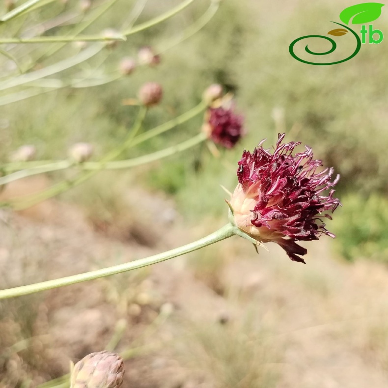 var. purpurea- Elaziğ