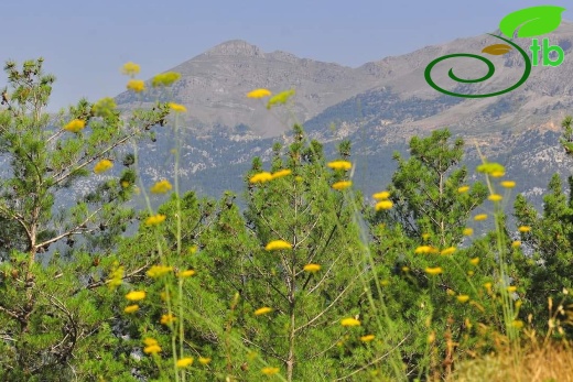 Alanya
