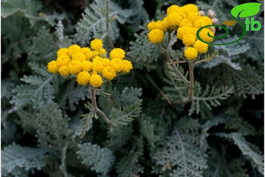 Şırnak