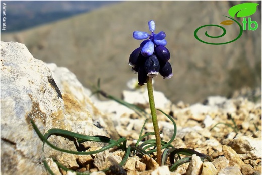 aladağlar-Niğde