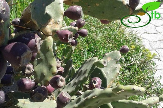 Bodrum