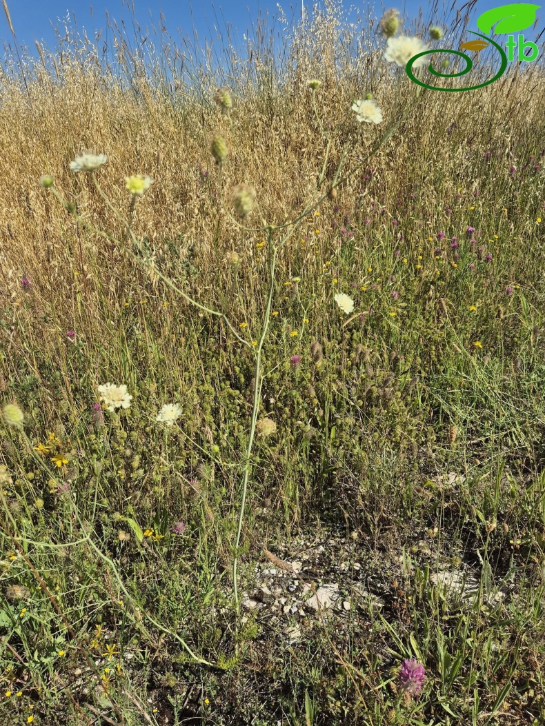 Edirne