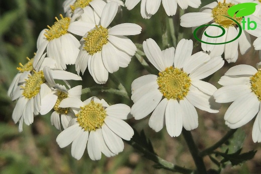 Kırklareli