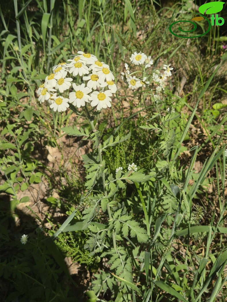 Kırklareli