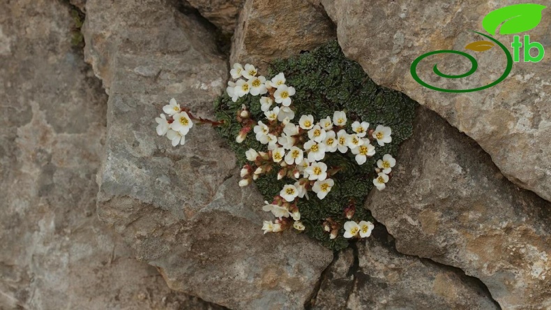 Osmaniye