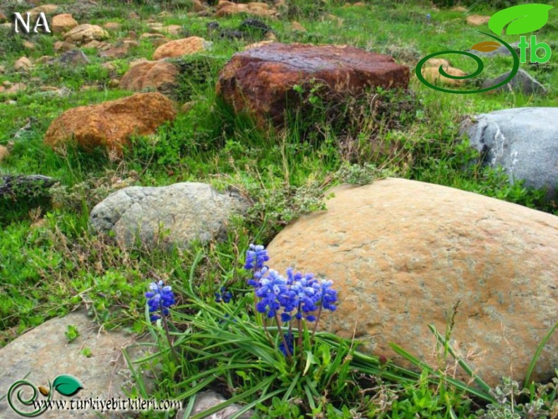 Sandras dağı-Köyceğiz