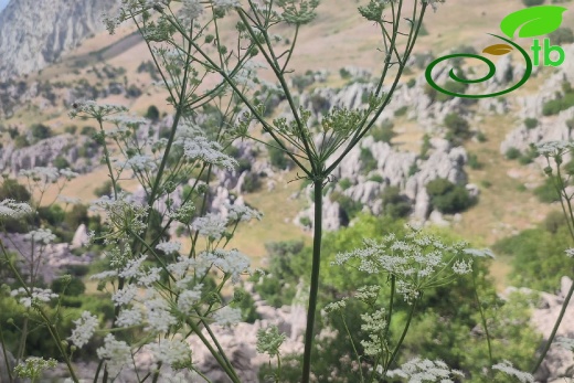 Gündoğmuş