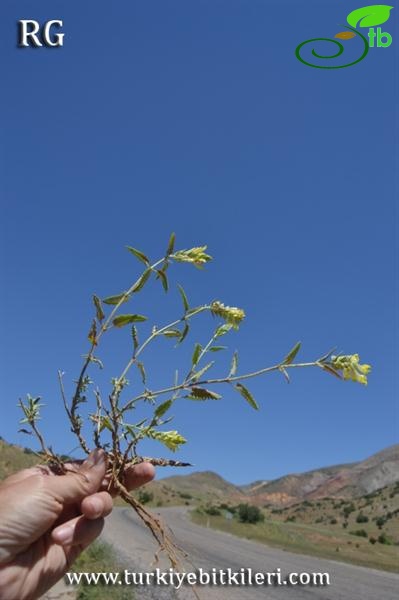 ssp santolinoides-Divriği-Sivas