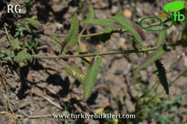 ssp santolinoides-Divriği-Sivas