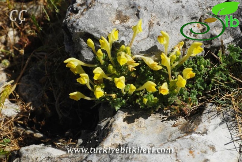 subsp. alpina var.alpina-İzmir