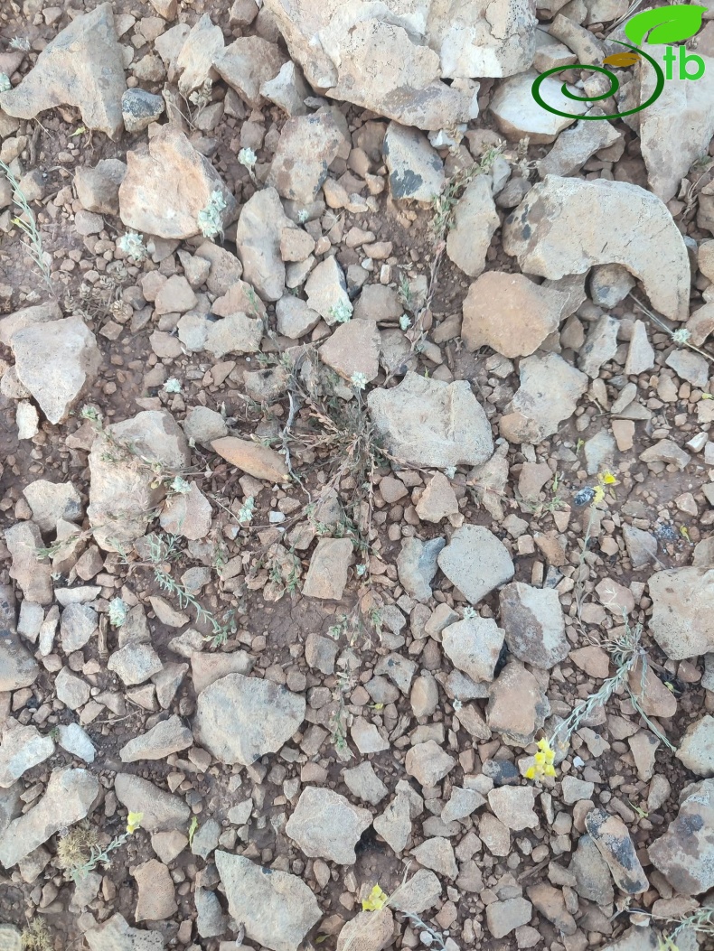 Ermenek