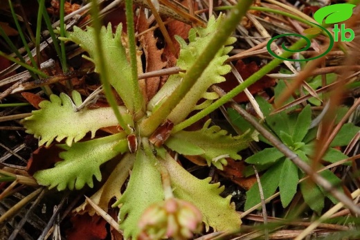 var. macrantha-Artvin