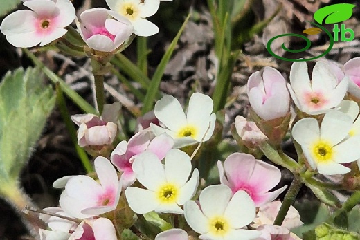 var. armeniaca-Erzurum