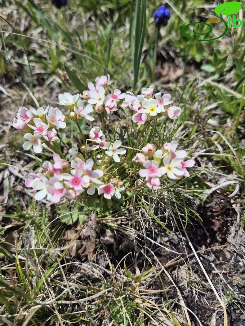 var. armeniaca-Erzurum