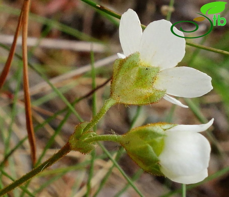 var. macrantha-Artvin