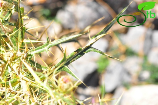 subsp. leucocephalum- Alanya