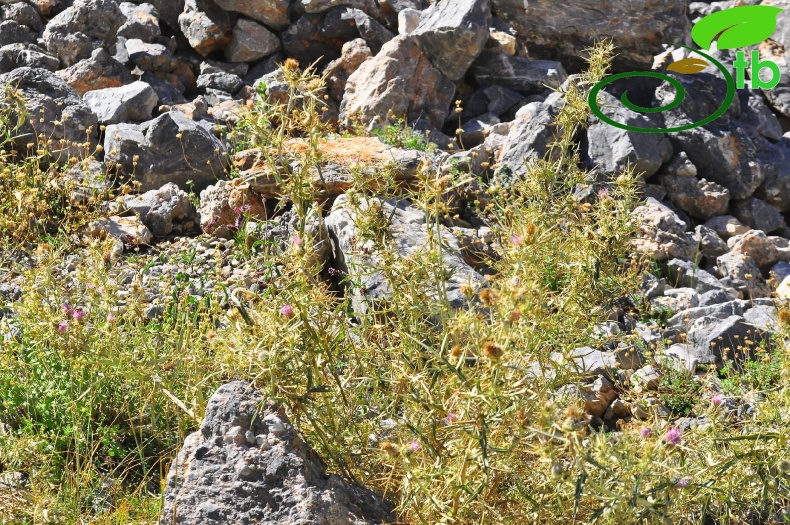 subsp. leucocephalum- Alanya