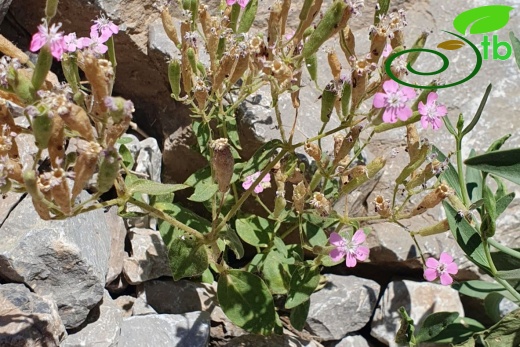 Hakkari