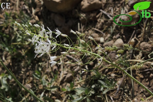 Hakkari