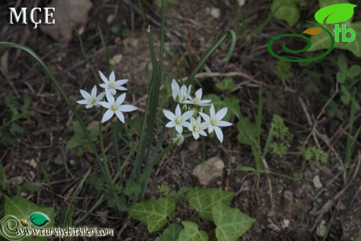 var. wiedemannii-Osmaniye