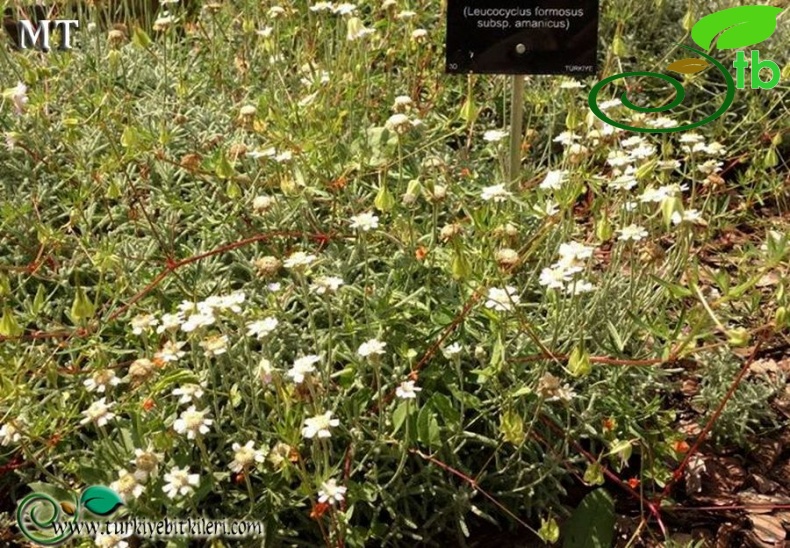subsp. amanica-NGBB
