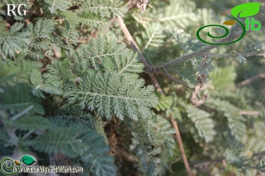 Bolu