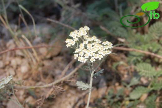 Bolu