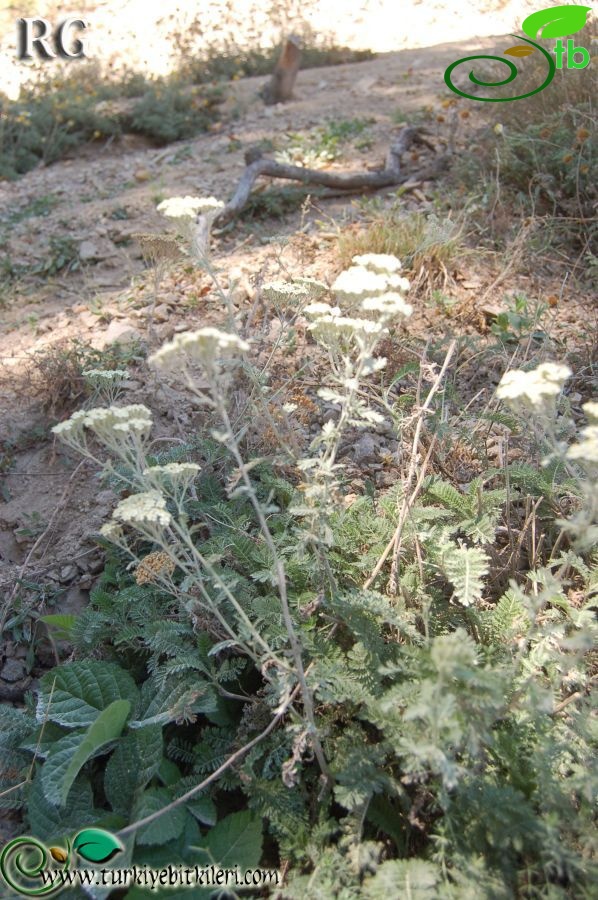 Bolu