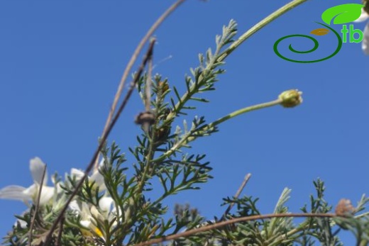 ssp leucanthemoides-Datça-Muğla