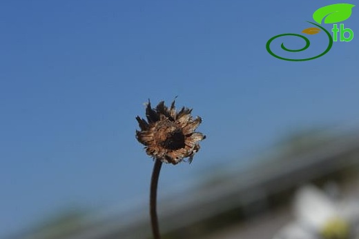 ssp leucanthemoides-Datça-Muğla