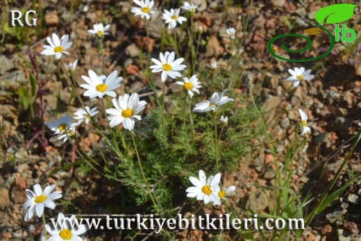 ssp leucanthemoides-Datça-Muğla