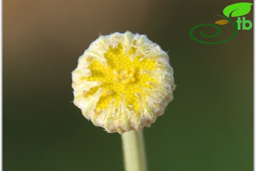 var. pauciloba- Mardin