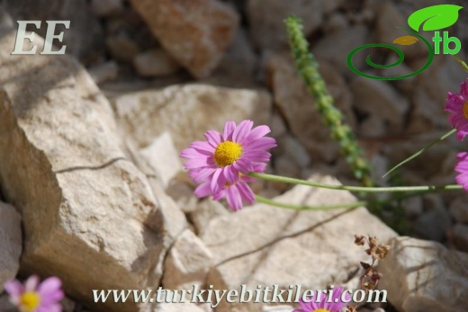 ssp carnea-Elmalı-Antalya