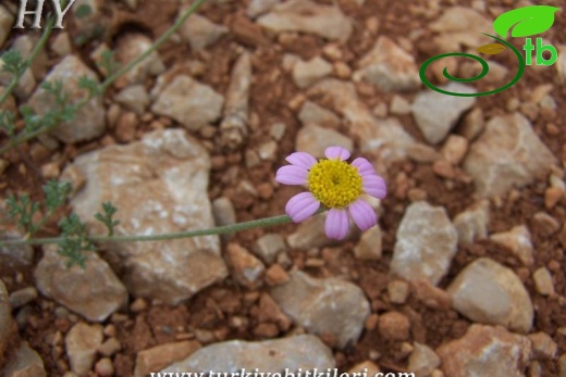 ssp carnea-Elmalı-Antalya