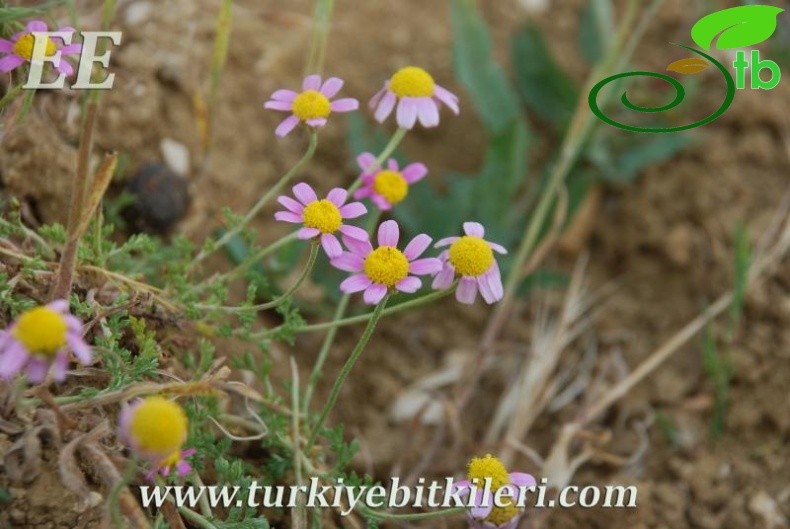 ssp carnea-Elmalı-Antalya