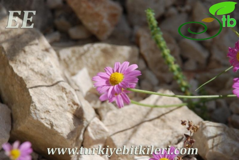 ssp carnea-Elmalı-Antalya